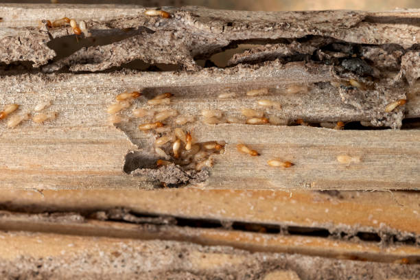 Trusted Malvern, AL Pest Control Experts
